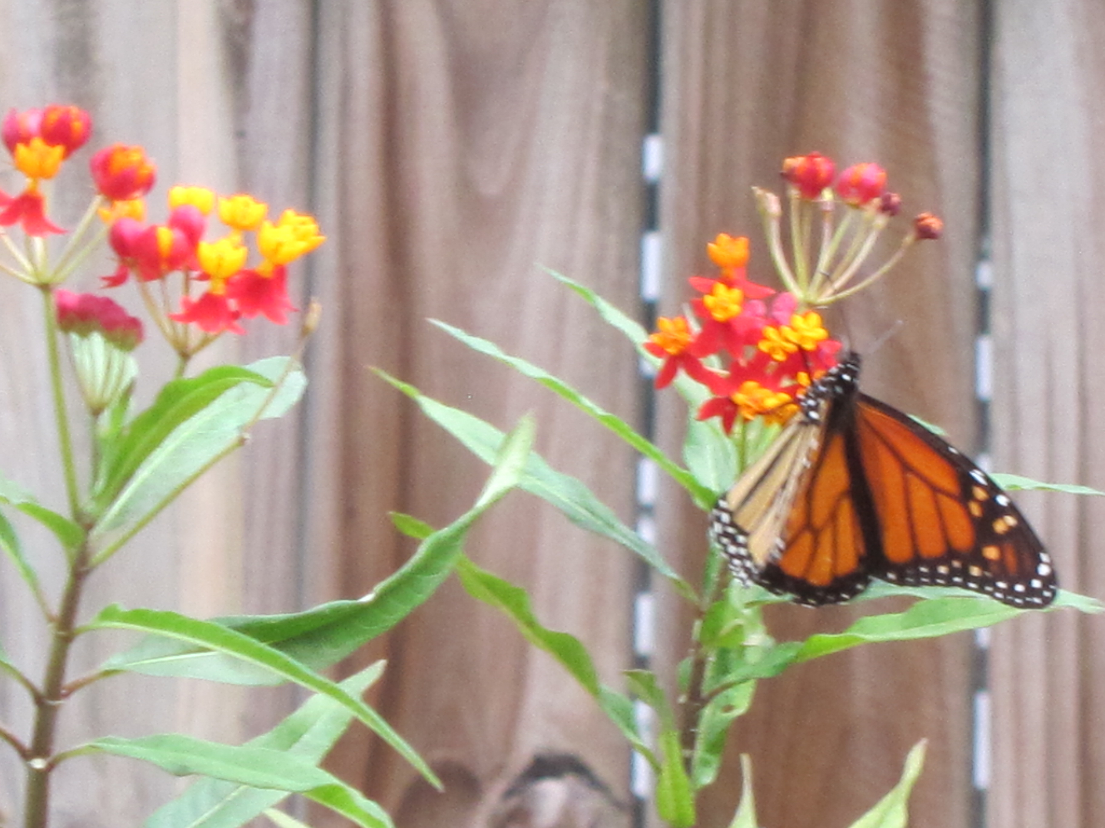 Monarch Feeding