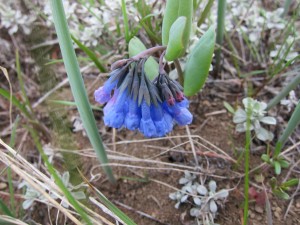 Tiny flowers draping the mountaintop at Sun Mountain Lodge
