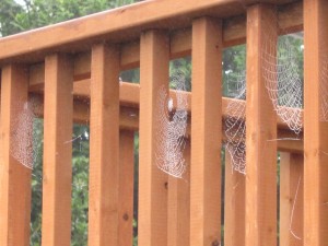 Spiders are in season, too, protecting plants from pests. I love to see their webs on a dewy morning.