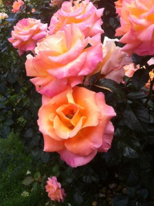 From the International Rose Test Garden...complete with bee.