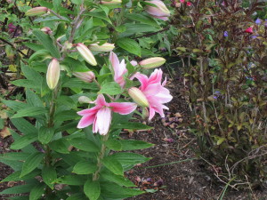 I don't have a photo of our Easter lilies, but here's one of another variety.