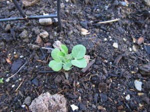 I give the peas a trellis when I plant them, and soon the little plants will reach out to the trellis for a hand up.
