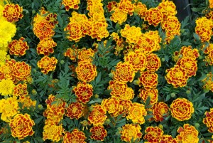 marigold_flower_spring
