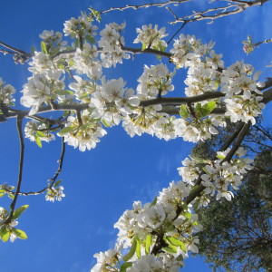 Pear Tree in Bloom